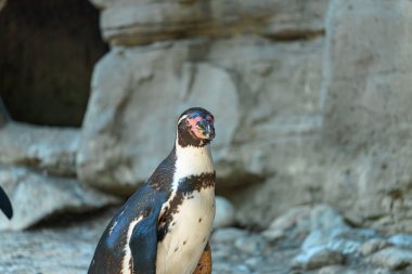Kayalık arazide gururla duran bir penguen yakalandı. Yaratık farklı renkler sergiliyor ve doğal ortamında rahat görünüyor. Arka planda bir mağara var..