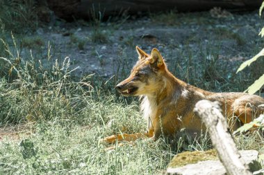 Vahşi bir köpek bir ormanın kenarındaki yemyeşil çimlerde uzanır. Güneş, doğal ortamında yeşilliklerle çevrili sakin bir anın tadını çıkarırken kürkünü aydınlatıyor..