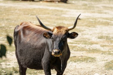 Siyah ve kahverengi bir inek güneşli bir çayırda durup merakla bakıyor. Çimenli alan az sayıda bitki ile kuru, kırsal alanda sıcak bir gün ortası göstermektedir.