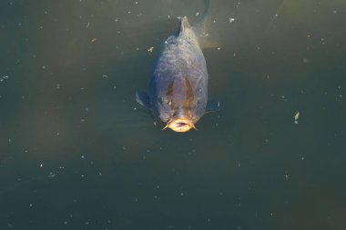 Su yüzeyinin hemen altında, yüzen enkazlarla dolu yeşilimsi-kahverengimsi bir zemin arasında özelliklerini sergileyen büyük bir balık görülebilir. Gün ışığı yavaşça parlıyor..