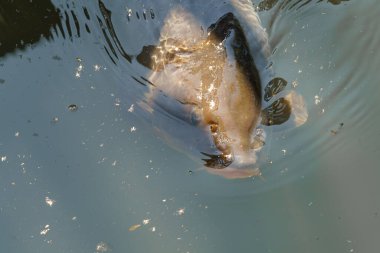 Sakin bir göletin hemen altında yüzen bir balık, berrak suda dalgalanmalar yaratır. Güneş ışığı teraziden yansıyarak etrafındaki dingin çevreyi vurgular..