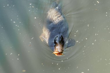 Sakin bir su kütlesinin hemen altında büyük bir balık yüzüyor. Güneş ışığı, balıkları aydınlatır. Yumuşak dalgalanmalar oluştururken onun özelliklerini ön plana çıkarır..