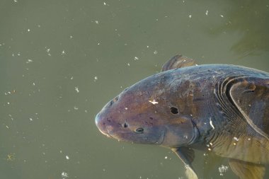 Büyük bir balık sakin bir gölette süzülür, parlak vücudu güneş ışığını yansıtır. Küçük parçacıklar suyun yüzeyinde yüzer ve dingin bir atmosfer yaratır. Sahne doğanın özünü yakalar..