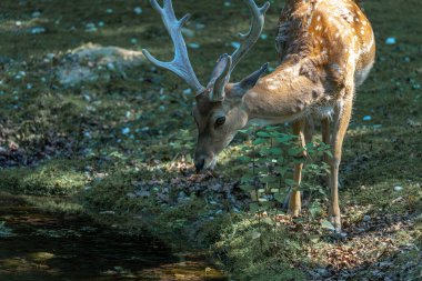 Geyik boynuzlarıyla yemyeşil bir ormandaki sessiz bir dereden su içmek için başını eğiyor. Güneş ışığı ağaçların arasından süzülüp, barışçıl bir atmosfer yaratır..