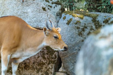 Kahverengi bir ineğin yeşillik ve yosunlarla çevrili kayalık çıkıntıların yakınında otladığı görülüyor. Huzurlu atmosfer güneşli bir öğleden sonra doğanın güzelliğini vurgular, huzurlu bir manzara yaratır..