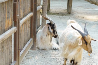Bir evcil hayvan çiftliğinde iki keçi görülüyor, biri tahta çitlere dayanmış, diğeri ise açık gökyüzü olan, parlak, doğal bir ortamda otluyor..
