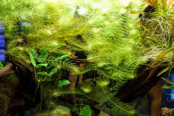 An aquarium filled with colorful fish and lush plants, showcasing a vibrant and healthy aquatic ecosystem.