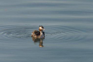 Huzurlu suda yüzen bir yunus sabah güneşi altında yumuşak dalgalanmalar yaratıyor. Kuşun tüyleri parıldıyor, barışçıl bir ortamda doğanın güzelliğini gösteriyor..