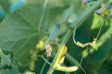 Gelişmekte olan bir salatalık meyvesi bahçedeki çiçek açan bir çiçeğin yanında asılıdır. Güneş ışığı yaprakları aydınlatır ve yaz başında büyümeyi gösterir..
