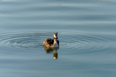 Bir yaban ördeği sakin sularda zarifçe yüzer ve her yerde hafif dalgalanmalar yaratır. Güneş açık bir günde ışıl ışıl parlıyor, sakin atmosferi güçlendiriyor..