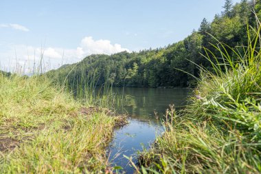 A peaceful riverbank lined with tall grass and trees under a clear blue sky. The calm water reflects the surrounding landscape, creating a serene atmosphere.