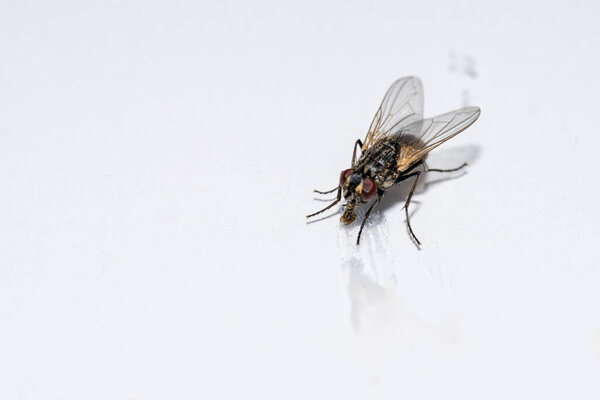 A fly is seen perched on a smooth white surface. It showcases intricate details, including wings and eyes, in clear natural light during the day.