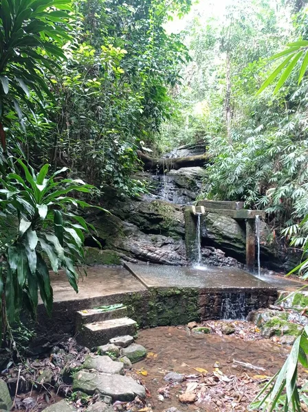 Uma Pequena Cachoeira Uma Floresta — Fotografia de Stock