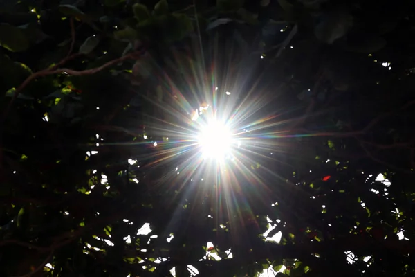 Солнечные Линзы Блестят Сквозь Деревья — стоковое фото