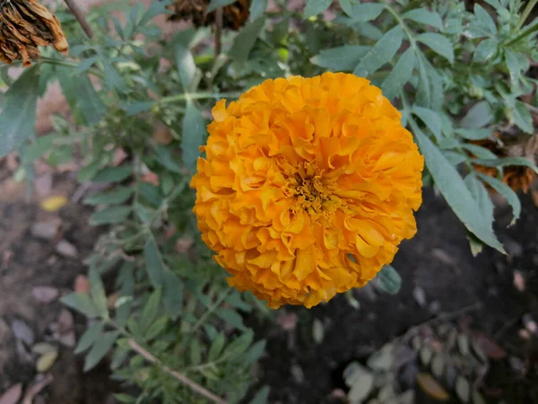 Желтый Цветок Отклонением Нормы — стоковое фото