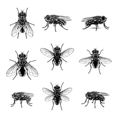 Sivrisinek Bilimsel İllüstrasyon - Vintage Böcek Bilimi İşleme Seti