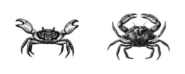 Yengeç Deniz Ürünleri ve Deniz Hayatı - Vintage İşleme Çizimi