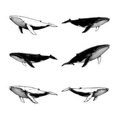 Kambur Balina - Klasik Deniz Yaban Hayatı Bilimsel Çizim Seti