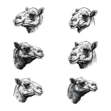 Deve Başı Portresi - Vintage Desert Animal Gravür Seti