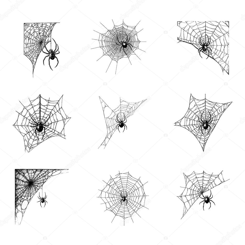 Spider on Web - Creepy Halloween & Entomology Engraving Set