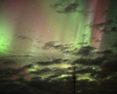 Kırmızı ve yeşil renkli Aurora borealis, bulutlar ve ağaç silueti..