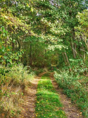 Almanya 'da yemyeşil bir ormana giden yol..