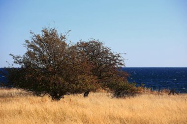 Almanya 'daki Greifswalder Oie adasındaki kuru çayır..