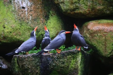 Dört İnka Kırlangıcı (Larosterna İnka) kayaların üzerinde oturuyor ve bağırıyor.