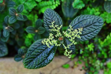Pilea Conucrata 'nın yaprakları ve şişkinliği kapanıyor. Arkadaşlık tesisi..
