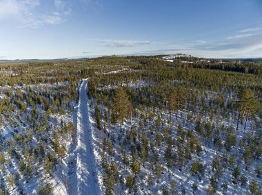 Kuzey İsveç 'te kışın genç çam ağaçlarının olduğu ormanlık araziye bakın..