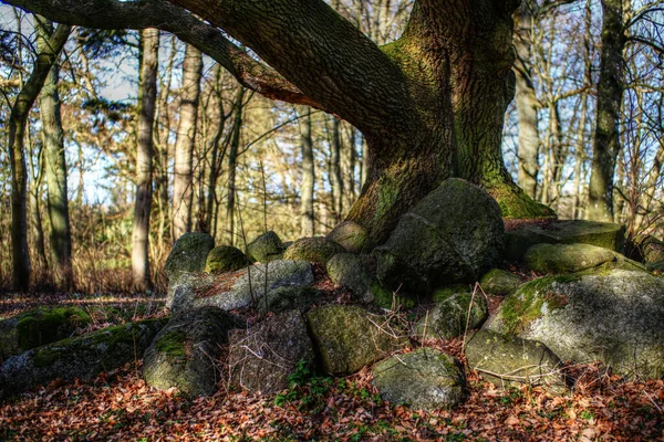 德国北部一座大树下的巨型墓葬的遗迹 — 图库照片