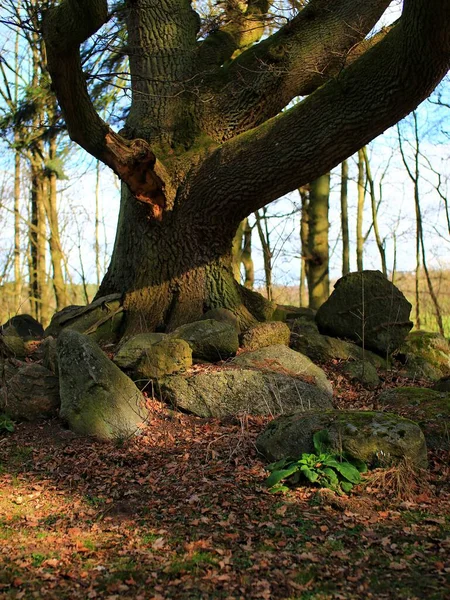 一堆堆岩石落在一棵大树下 阳光照射在一棵鲜绿的植物上 — 图库照片