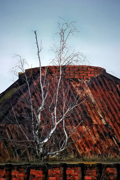 Birch growing from desolate roof of industrial tower.