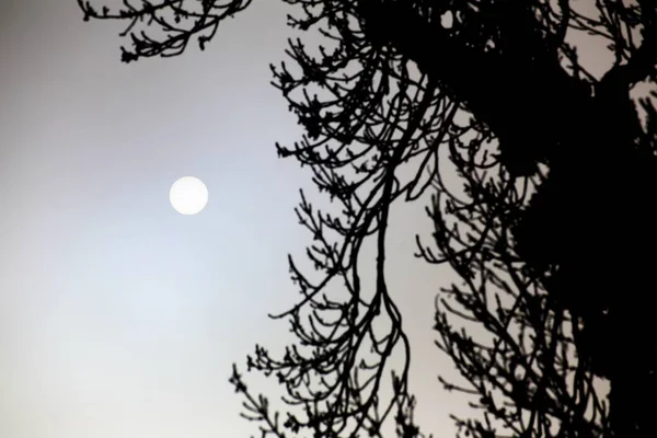 Ήλιος Πίσω Από Πυκνή Ομίχλη Φωτισμένο Δέντρο Πρώτο Πλάνο — Φωτογραφία Αρχείου