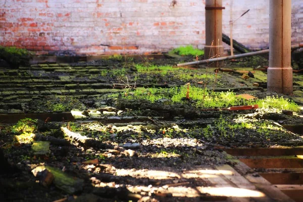 Frische Grüne Pflanzen Wachsen Auf Dem Boden Des Abgebrannten Gebäudes — Stockfoto