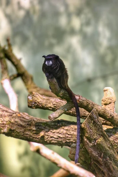 Black Mantled Tamarin Leontocebus Nigricollis Sitting Branch Looking Grimly — Stock Photo, Image
