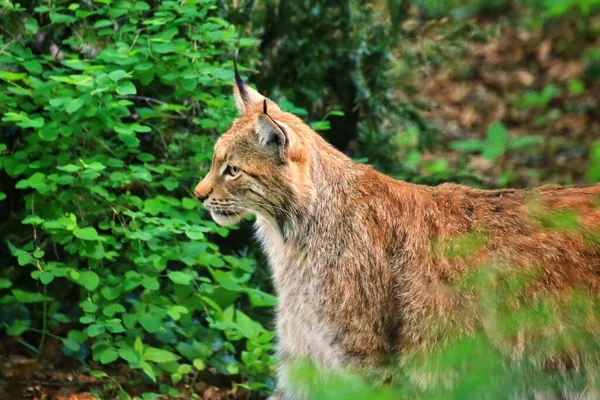 Avrasya Vaşağı Lynx Vaşak Yoğun Bitki Örtüsünde Yiyecek Arıyor — Stok fotoğraf
