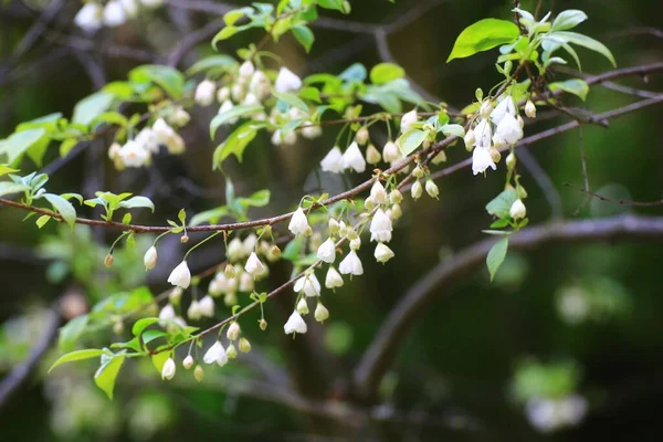 Abondance Fleurs Délicates Sur Petite Cloche Argentée Halesia Carolina — Photo