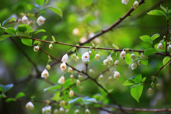 Fleurs Feuilles Délicates Sur Petite Cloche Argentée Halesia Carolina — Photo