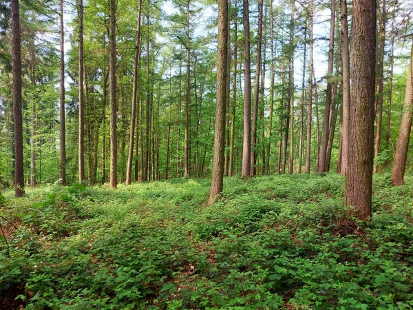 Lkbaharda Sık Çalılıklarıyla Çam Ormanı — Stok fotoğraf