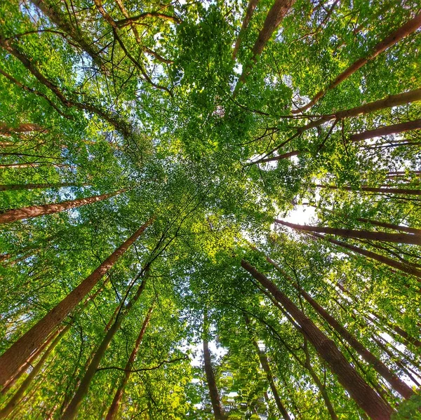 stock image Canopy shot in a mixed forest with pine, maple and other deciduous trees.