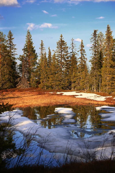 Marais Partiellement Gelé Dans Nord Laponie Suédoise — Photo