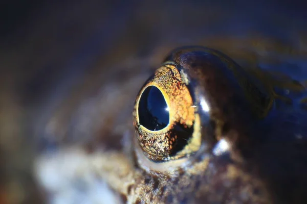 Close Common Grass Frogs Rana Temporaria Eye — Stock Photo, Image