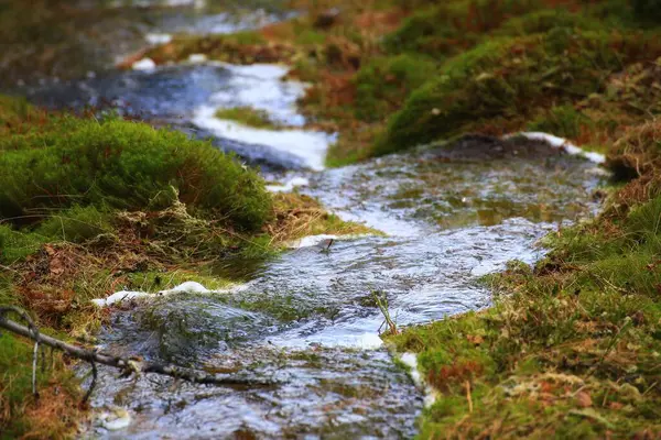 Air Segar Mengalir Sepanjang Sungai Kecil Hutan — Stok Foto