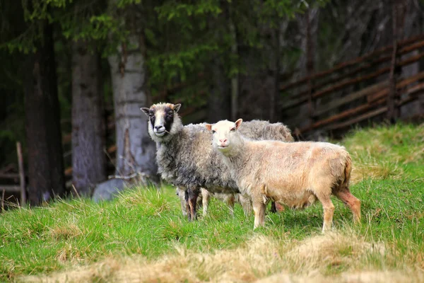 Deux Moutons Sur Prairie Regardant Attentivement Photographe — Photo