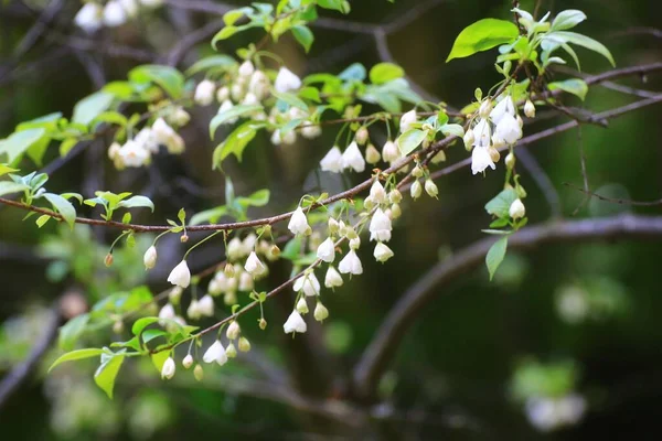Bőséges Finom Virágok Kis Ezüstcsengőn Halesia Carolina Jogdíjmentes Stock Fotók