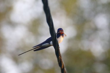 Ambar kırlangıcı (Hirundo rustica) gagasında toplanmış malzemelerle elektrik hattında oturuyor..