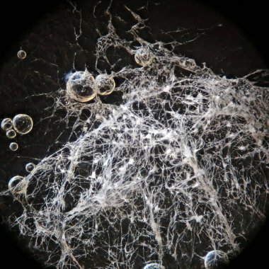 White mold strongly magnified under reflected light microscope. clipart