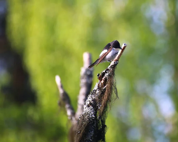 欧洲雄性有皮捕猎者 Ficp Org Hypoleuca 在树枝上啃食 — 图库照片