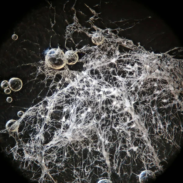 stock image White mold strongly magnified under reflected light microscope.